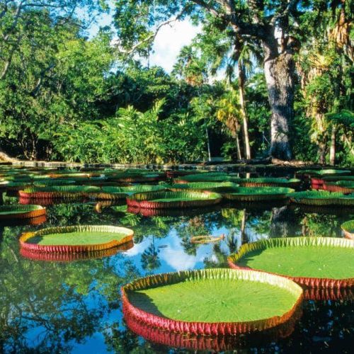 botanical garden mauritius tour