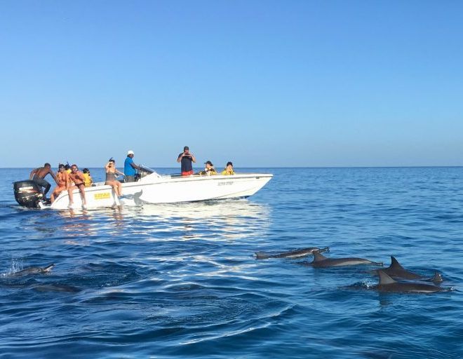 Schwimmen mit Delfinen auf Mauritius