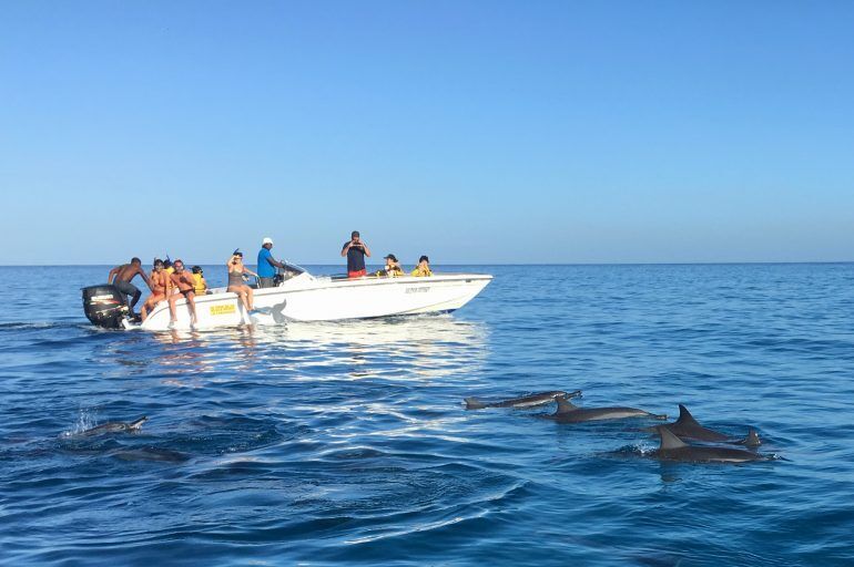 在毛里求斯与海豚一起游泳