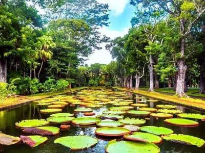 Botanischer Garten von Mauritius