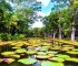 Botanischer Garten-Mauritius