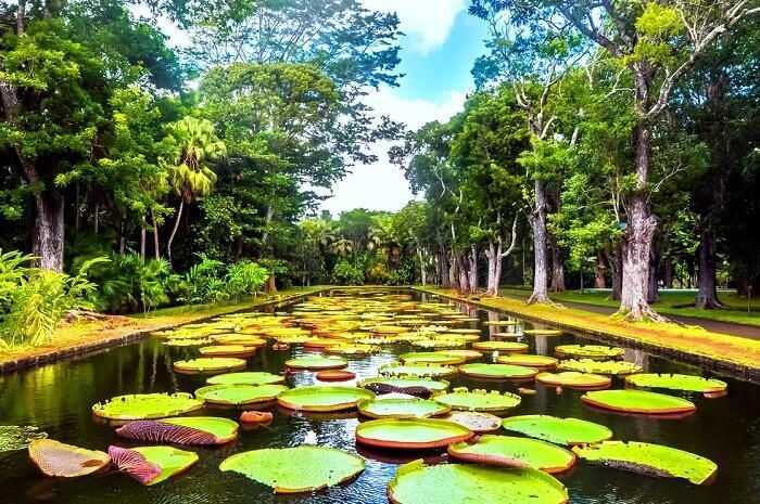 Botanischer Garten-Mauritius
