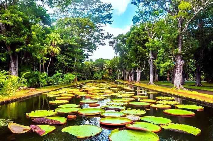 Giardino Botanico-Mauritius