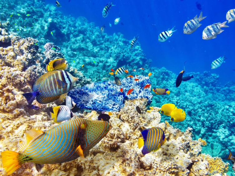 أفضل 5 أماكن للغطس تحت الماء في موريشيوس