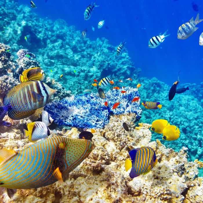 Best Snorkeling Spots in Mauritius Island