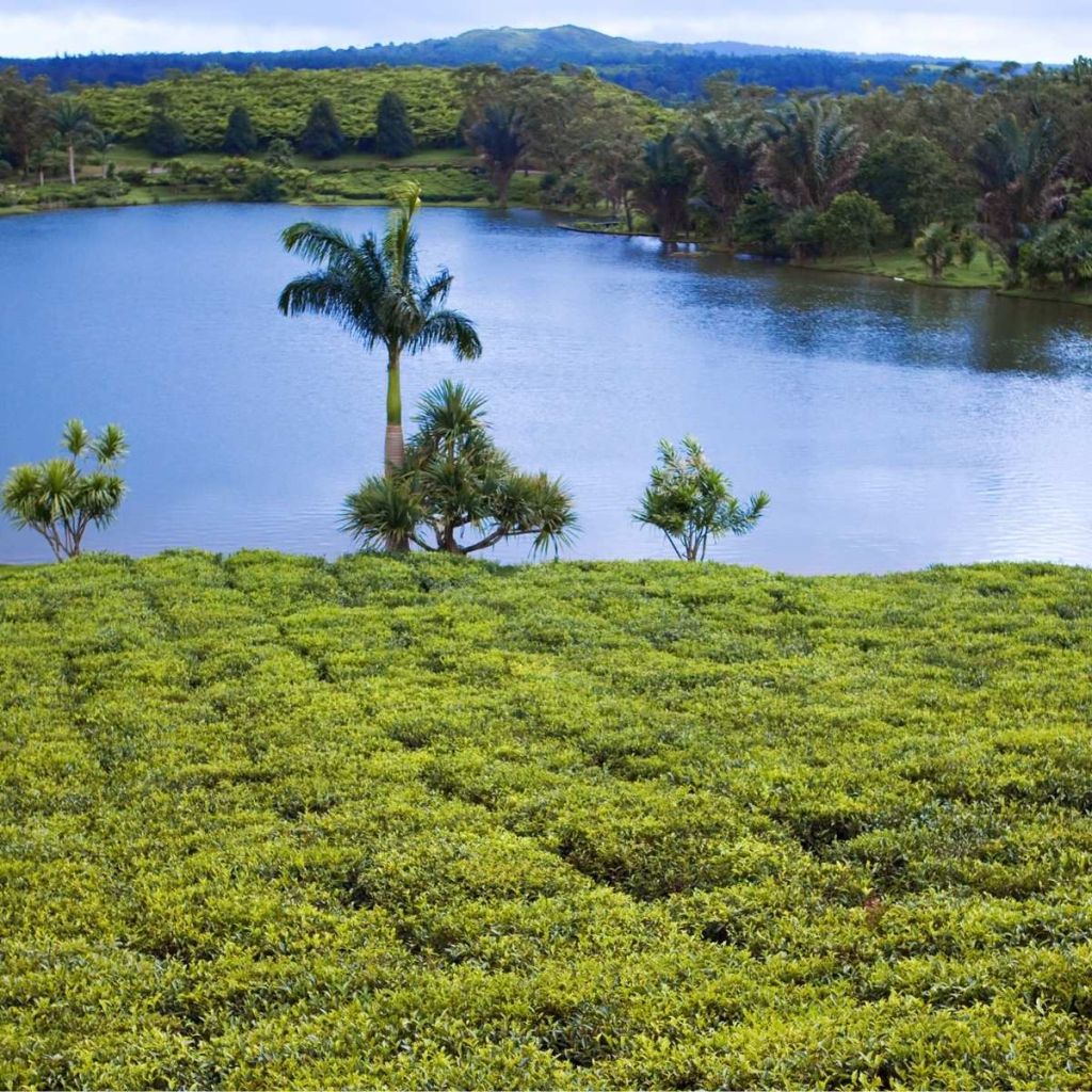 Teeverkostungstour Mauritius
