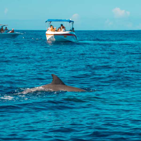 Allez nager avec les dauphins dans la baie de Tamarin (côte ouest)