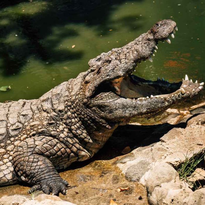 La Vanille Crocodile Nature Park