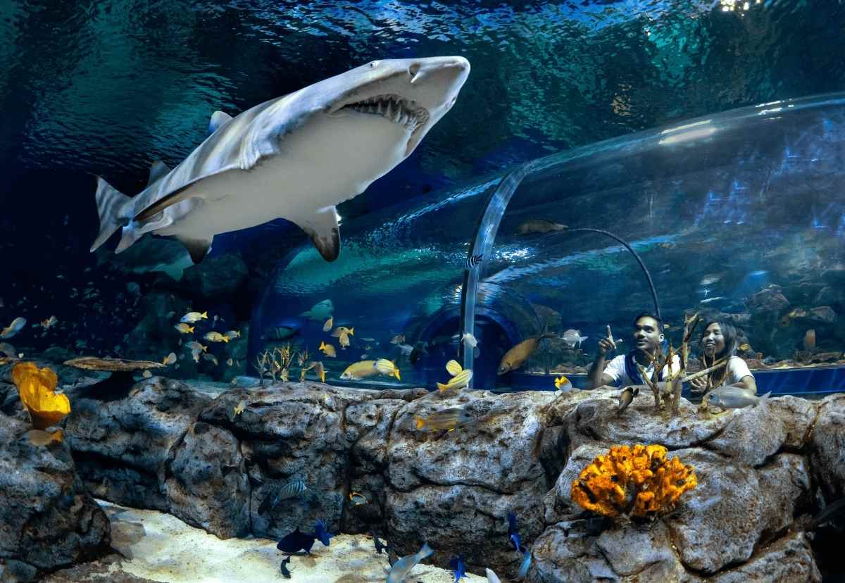 odysseo-mauritius-oceanarium