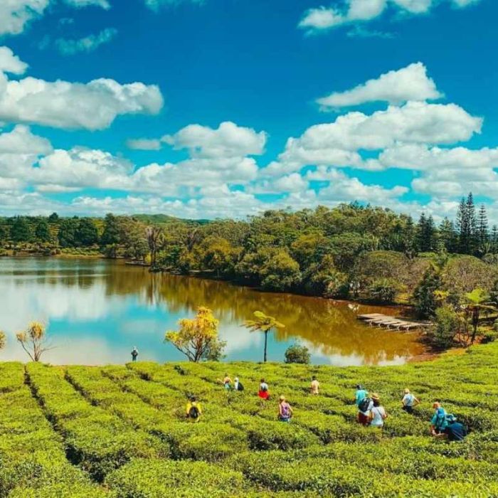 Bois Cheri Tea Factory