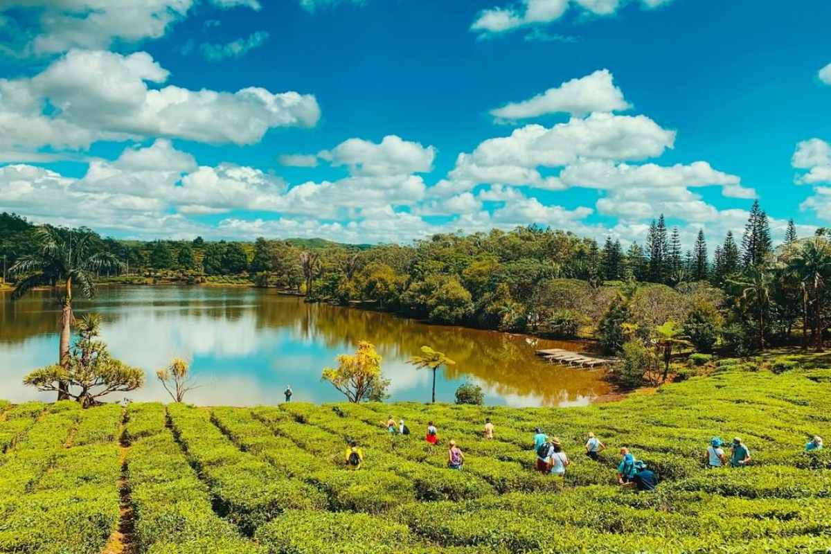 طريق مصنع شاي بوا شيري للشاي