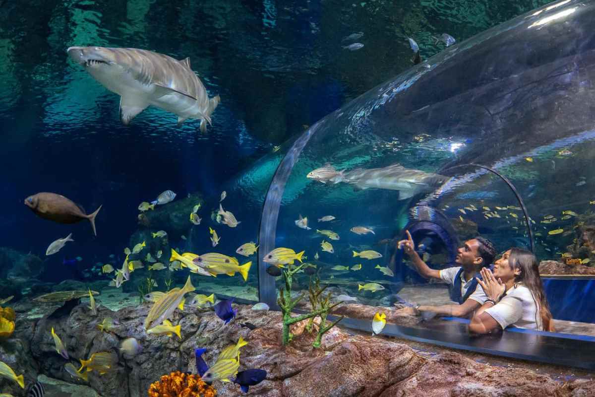 odysseo-mauritius-oceanarium