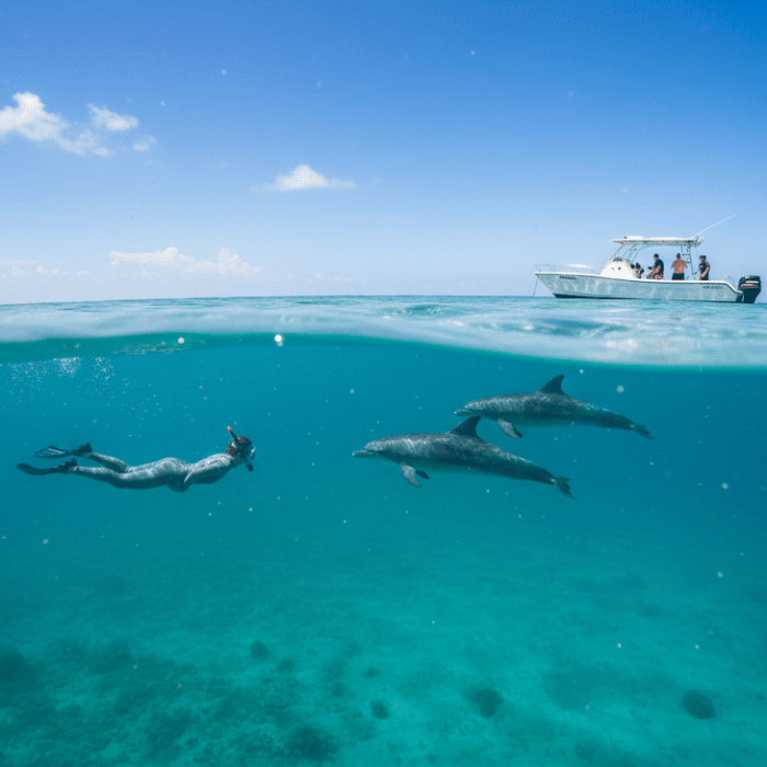 Swim with Dolphins