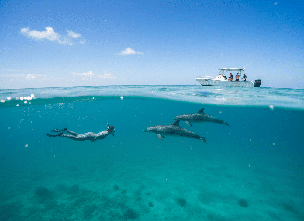 swim with dolphins in mauritius