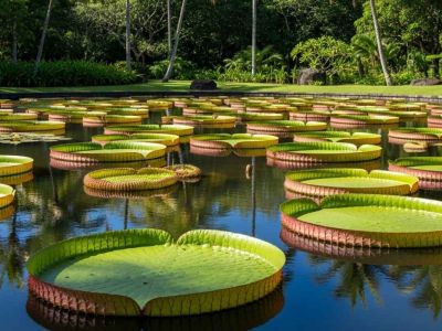 Mauritius Botanical Garden
