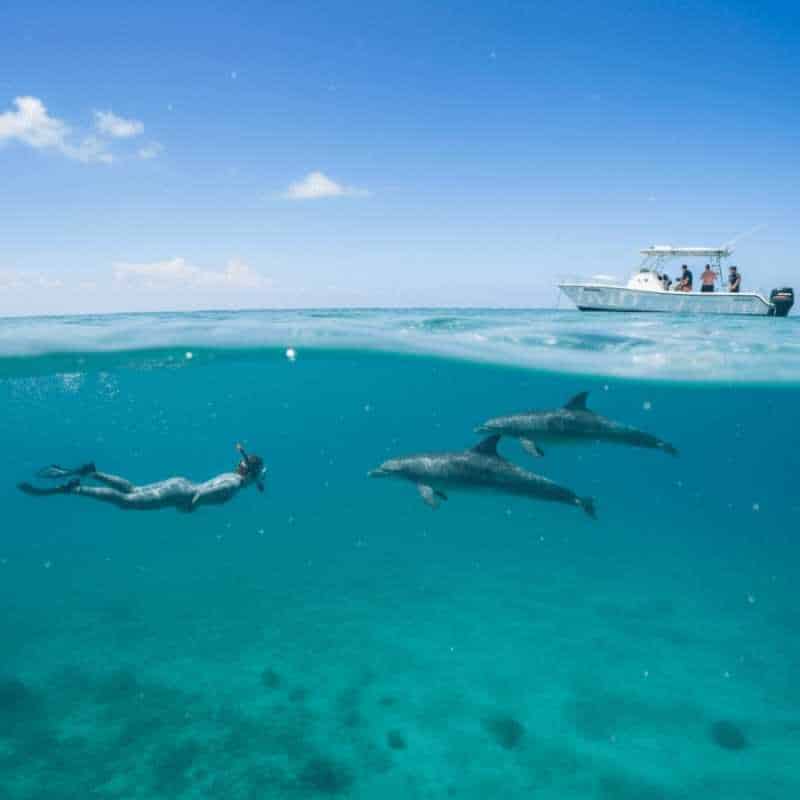 Swim with Dolphins